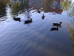 IMAG0452-北京市海淀外国语实验学校