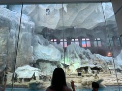 -帝企鹅自助餐厅•儿童岛•真企鹅(长隆企鹅酒店)