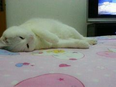 -瑞派动物医院·绝育·犬猫全科·预防医学(光景江南中店)