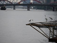 -珠江夜游天字码头