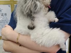 -博特宠物医院24h犬猫全科.骨科·异宠