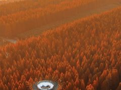 -黄海国家森林公园