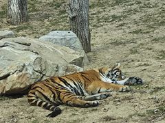 -北京野生动物园