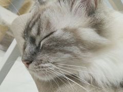 -喵的天空名猫咖啡馆·撸猫·猫舍·用品