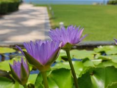 -三亚海棠湾万丽度假酒店