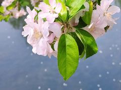 -海棠花溪(元大都城垣遗址公园)