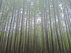 -日照海滨国家森林公园