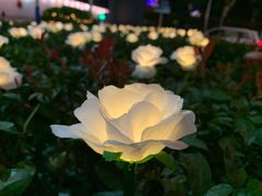 -探鱼·鲜青椒爽麻烤鱼(苏宁广场店)