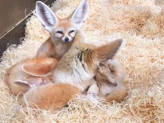 -大连森林动物园