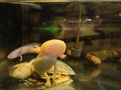 -上海大自然野生昆虫馆(东方明珠·爬宠昆虫探索中心)