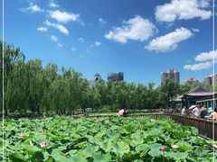 -莲花池公园