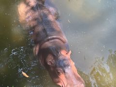 -海南热带野生动植物园