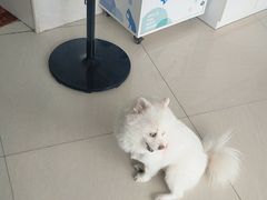 -乐琪宠物医院·犬猫专科·骨外科·急重症