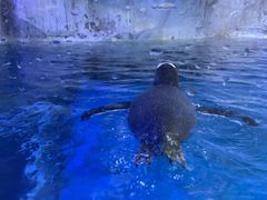 -海合安青岛极地海洋公园