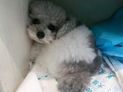 -博特宠物医院24h犬猫全科.骨科·异宠