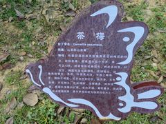 -大屏嶂森林公园