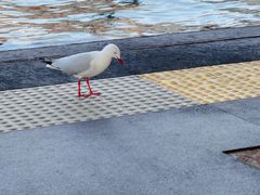 -悉尼歌剧院