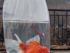 -中环花鸟鱼虫市场