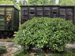 -上海共青森林公园