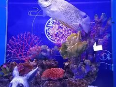 -上海海昌海洋公园