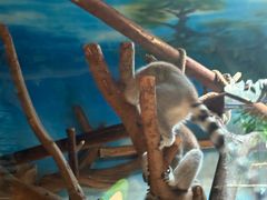 -贵州森林野生动物园