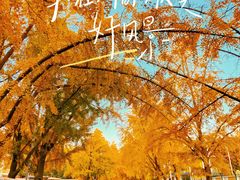 -三里屯东五街银杏大道