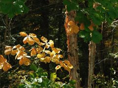 -五营红松林海景区