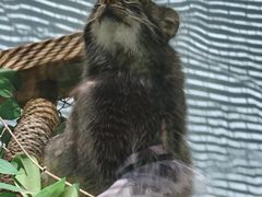 -青藏高原野生动物园