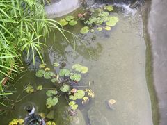 -蘇河湾·新鲁菜·泰山宴(泰山店)