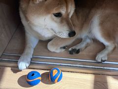 -是阿柴呀！柴犬咖啡·爱喵喵猫咖