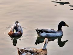 -星巴克(杭州北山路店)