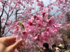 -南山植物园