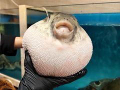 -天正河鲀·河豚亭(大连店)