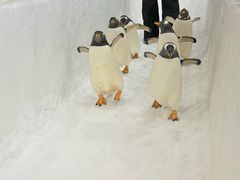 -广州热雪奇迹