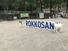 -神户市立六甲山牧场