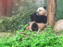 -中国大熊猫保护研究中心雅安碧峰峡基地