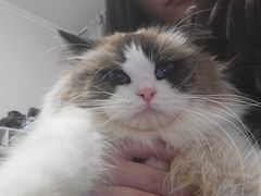 -猫十亿·布偶金渐层·曼基康矮脚猫舍(青年路店)
