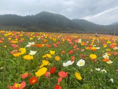 -径山花海