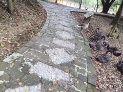 -千岛湖龙川湾