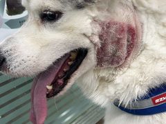 -暖阳宠物医院·犬猫康复中心·骨科