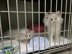 -汪喵宠物医院·骨科心脏影像·犬猫急重症ICU诊疗中心(成华分院)