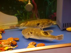 -肆月河豚·新淮扬菜·烤鸭(中关村店)