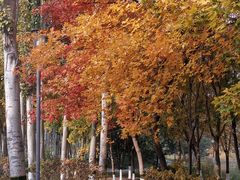 -大兴滨河森林公园