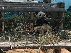-西霞口神雕山野生动物世界