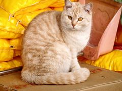 -中环花鸟鱼虫市场