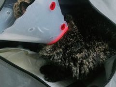 -宠颐生中康贝怡动物医院