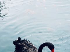 -百花洲