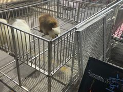 -中环花鸟鱼虫市场
