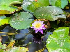 -海南热带野生动植物园