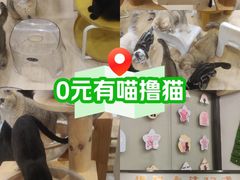 -有喵·猫咖·狗咖·30几只猫10只小狗(岗厦店)
